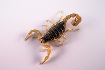 Desert Hairy Scorpion (Hadrurus arizonensis)