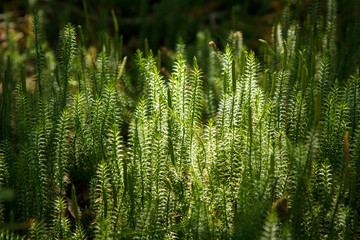 beautiful forest moss