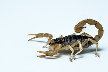 Desert Hairy Scorpion (Hadrurus arizonensis)