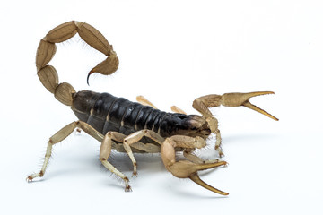 Desert Hairy Scorpion (Hadrurus arizonensis)