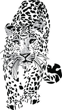 leopard T shirt print graphic design