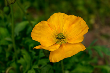 Bienen sammeln ihren Nektar von Mohnblüten. Den Mohn gibt es in verschiedenen Farben, darunter auch gelb. Die Blüten entfalten ihre Pracht im Sommer, vorwiegend in den Monaten Mai und Juni. 