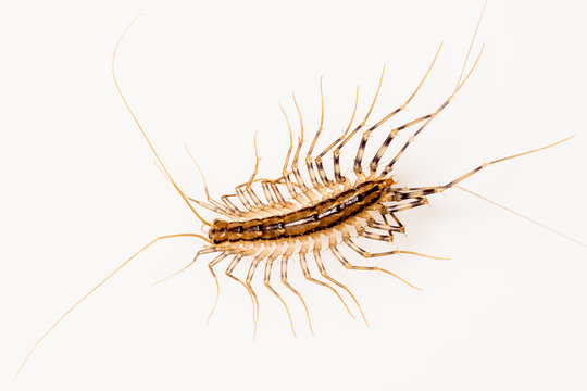 House Centipede (Scutigera coleoptrata)