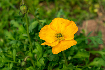 Bienen sammeln ihren Nektar von Mohnblüten. Den Mohn gibt es in verschiedenen Farben, darunter auch gelb. Die Blüten entfalten ihre Pracht im Sommer, vorwiegend in den Monaten Mai und Juni. 