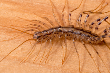 House Centipede (Scutigera coleoptrata)