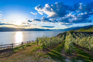 Orchard on the bank ok Okanagan Lake in Penticton BCin the spring.