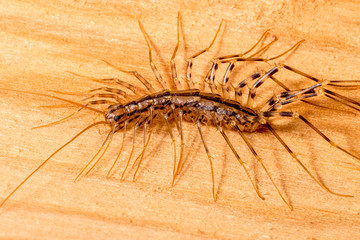 House Centipede (Scutigera coleoptrata)