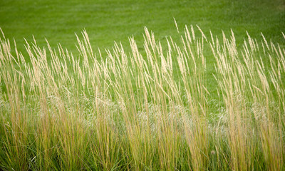 beautiful green lawn