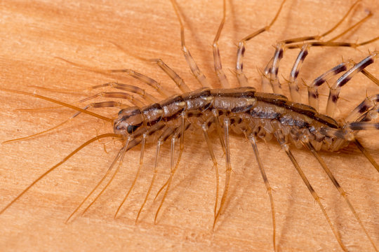 House Centipede (Scutigera coleoptrata)