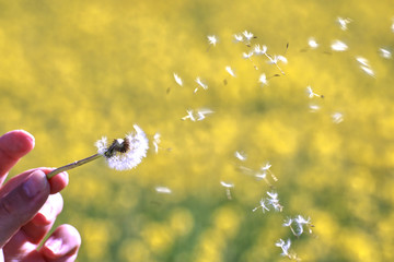 Woman blowing dandelion seeds