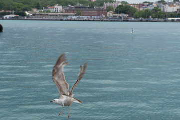 seagull in flight