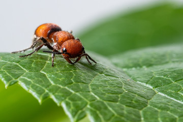 Red Velvet Ant (Dasymutilla occidentalis)