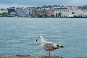 seagull on the pier