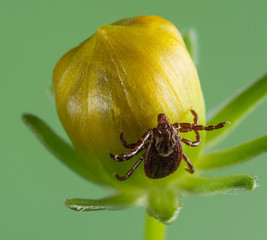 American Dog Tick (Dermacentor variabilis)