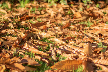 fall leaves