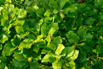 Fototapeta na wymiar Zweige, Blätter und Früchte einer Rotbuche. Die Früchte werden auch Buchecker genannt.