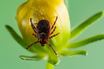 American Dog Tick (Dermacentor variabilis)