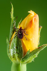 American Dog Tick (Dermacentor variabilis)