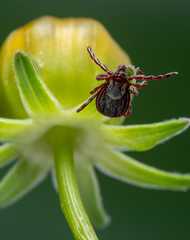 American Dog Tick (Dermacentor variabilis)
