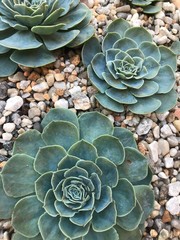 succulent plant in the garden