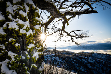 A beautiful winter landscape with the sun coming through a tree on a mountain top it in the Okanagan's very own Penticton bc.