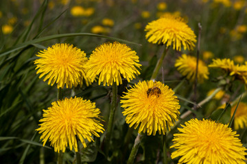 Field of yellow dandelions flowers. Honey bee collecting nectar on the dandelion. Selective focus