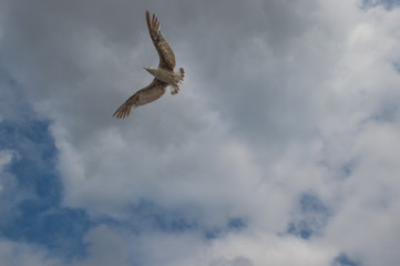 seagull in flight