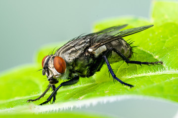 Cluster Fly (Pollenia sp.), Dunwoody, GA