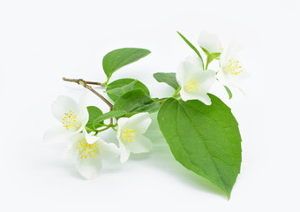 Fototapeta premium Blooming jasmine twig with green leaves and white flowers isolated on white background.