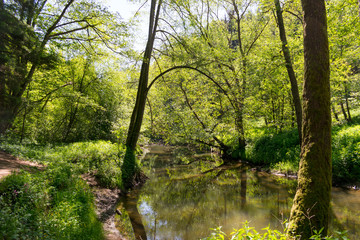 Fototapeta na wymiar Die Schwarzachschlucht zwischen Feucht und Schwarzenbruck in der Nähe von Nürnberg bietet einen schönen Wanderweg mit Blick auf die Schwarzach. Der Fluss spiegelt das Grün der Bäume.