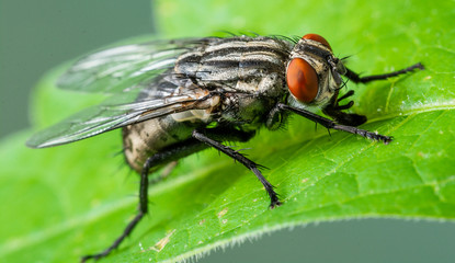 Cluster Fly (Pollenia sp.), Dunwoody, GA