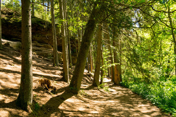 Die Schwarzachschlucht zwischen Feucht und Schwarzenbruck in der Nähe von Nürnberg bietet einen schönen Wanderweg. Der Weg führt durch den Wald und vorbei an massivem Gestein aus Sandstein.