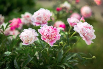 A beautiful peony bush. Floral background. Delicate pink flowers in the sunlight. Lush flowers on a green background