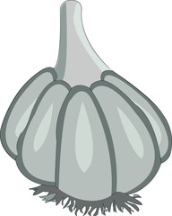 Vector hand painted nature garden plant illustration with white gray garlic vegetable organic graphic symbol on the white background for design elements