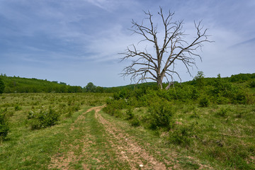 Fototapeta na wymiar Rural road and dead oak tree