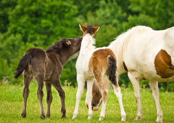 Obraz na płótnie Canvas A black foal and a skewbald foal are playing together and are grooming together, near their mothers in the herd
