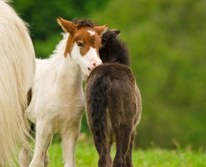 A black foal and a skewbald foal are playing together and are grooming together, social interaction between cute young horses