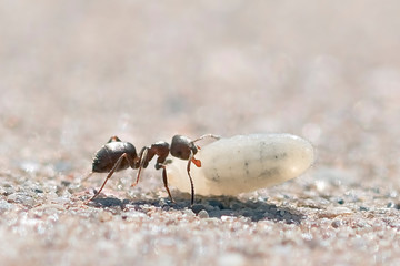 Ants carrying larvae to the anthill