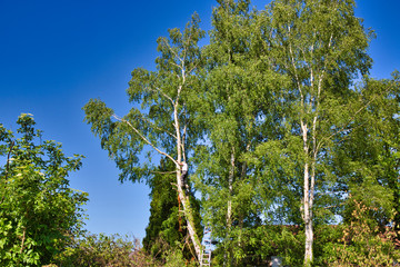 Mature male tree trimmer high in birch tree, 30 meters from ground, cutting branches with gas powered chainsaw and attached with headgear for safe job