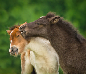 A black foal and a skewbald foal are playing together and are grooming together, social interaction...