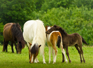 Naklejka na ściany i meble A black foal and a skewbald foal are playing together and are grooming together, near their mothers in the herd