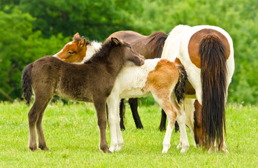 A black foal and a skewbald foal are playing together and are grooming together, near their mothers...