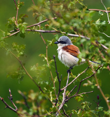 Red backed shrike