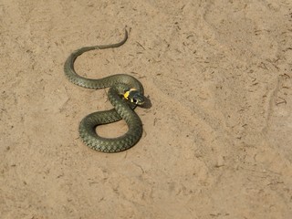  A twisted snake lies in the sand
