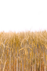 Rye ears in the field. Beautiful nature landscape of agriculture. Roggenähren auf dem Feld. Schöne Naturlandschaft der Landwirtschaft.