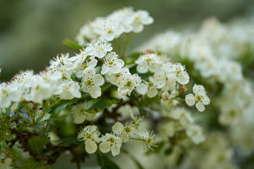 Hawthorn flowers in closeup
