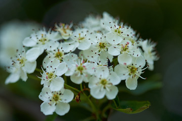 Hawthorn flowers in closeup