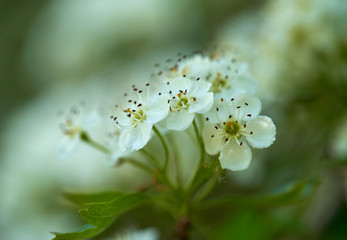 Hawthorn flowers in closeup
