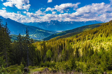 Fototapeta na wymiar Wunderschöner Bergwald im Stubaital, Tirol