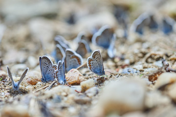 Little blue butterflies swarm